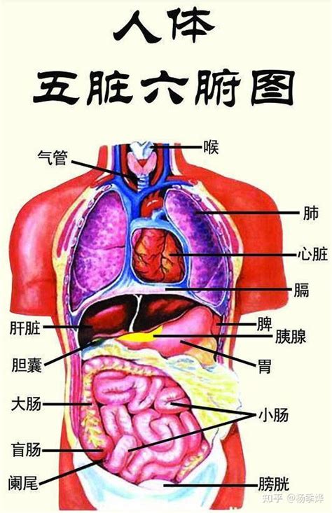 五腑|人体五脏六腑器官分布图及功能关系